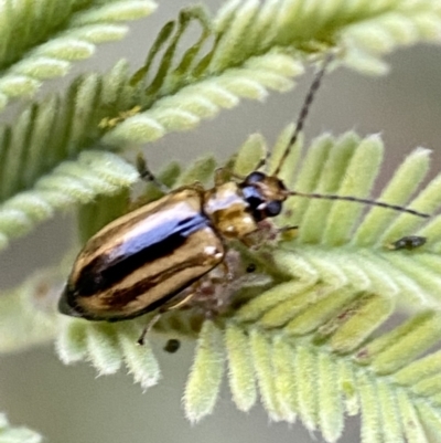 Monolepta froggatti (Leaf beetle) at Numeralla, NSW - 12 Mar 2022 by Steve_Bok