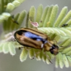 Monolepta froggatti at Numeralla, NSW - 12 Mar 2022 06:41 PM