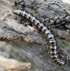 Paradoxosomatidae sp. (family) (Millipede) at Numeralla, NSW - 12 Mar 2022 by SteveBorkowskis