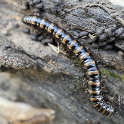 Paradoxosomatidae sp. (family) (Millipede) at Numeralla, NSW - 12 Mar 2022 by Steve_Bok