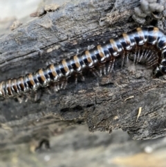 Paradoxosomatidae sp. (family) at Numeralla, NSW - 12 Mar 2022