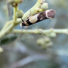 Macrobathra chrysotoxa (A cosmet moth) at Numeralla, NSW - 12 Mar 2022 by SteveBorkowskis