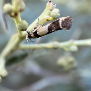 Macrobathra chrysotoxa at Numeralla, NSW - 12 Mar 2022