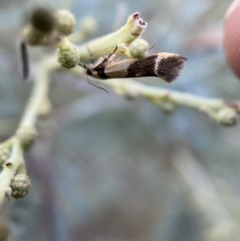 Macrobathra chrysotoxa at Numeralla, NSW - 12 Mar 2022