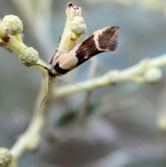 Macrobathra chrysotoxa at Numeralla, NSW - 12 Mar 2022 06:34 PM