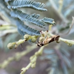 Macrobathra chrysotoxa at Numeralla, NSW - 12 Mar 2022