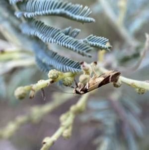 Macrobathra chrysotoxa at Numeralla, NSW - 12 Mar 2022