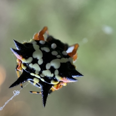 Austracantha minax (Christmas Spider, Jewel Spider) at Numeralla, NSW - 12 Mar 2022 by Steve_Bok