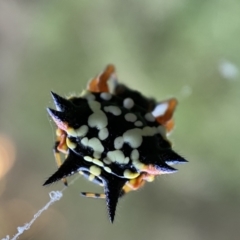 Austracantha minax at Numeralla, NSW - 12 Mar 2022