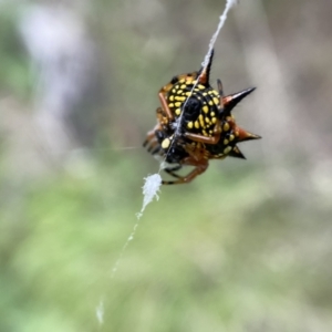 Austracantha minax at Numeralla, NSW - 12 Mar 2022 06:33 PM