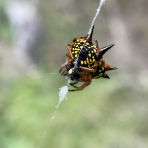 Austracantha minax at Numeralla, NSW - 12 Mar 2022