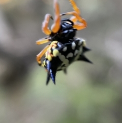 Austracantha minax at Numeralla, NSW - 12 Mar 2022 06:33 PM