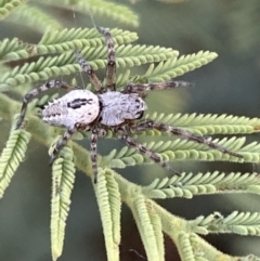 Araneinae (subfamily) (Orb weaver) at Numeralla, NSW - 12 Mar 2022 by SteveBorkowskis