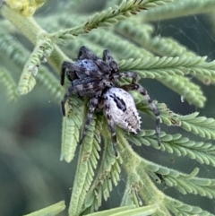 Araneinae (subfamily) at Numeralla, NSW - 12 Mar 2022