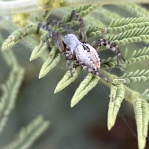 Araneinae (subfamily) at Numeralla, NSW - 12 Mar 2022