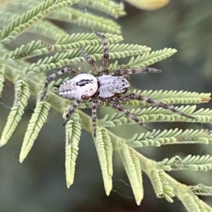 Araneinae (subfamily) at Numeralla, NSW - 12 Mar 2022