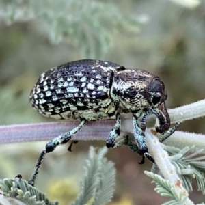 Chrysolopus spectabilis at Numeralla, NSW - 12 Mar 2022 06:26 PM