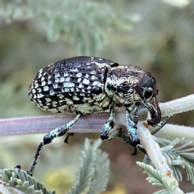 Chrysolopus spectabilis (Botany Bay Weevil) at Numeralla, NSW - 12 Mar 2022 by SteveBorkowskis