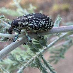 Chrysolopus spectabilis at Numeralla, NSW - 12 Mar 2022 06:26 PM