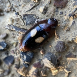 Sphallomorpha ruficollis at Numeralla, NSW - 12 Mar 2022 06:25 PM