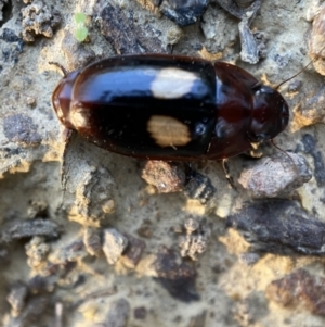 Sphallomorpha ruficollis at Numeralla, NSW - 12 Mar 2022 06:25 PM