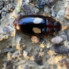 Sphallomorpha ruficollis at Numeralla, NSW - 12 Mar 2022 06:25 PM