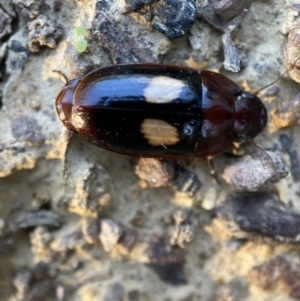 Sphallomorpha ruficollis at Numeralla, NSW - 12 Mar 2022