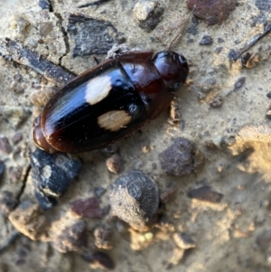 Sphallomorpha ruficollis at Numeralla, NSW - 12 Mar 2022