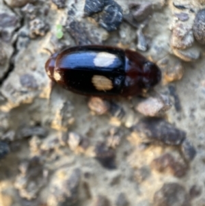 Sphallomorpha ruficollis at Numeralla, NSW - 12 Mar 2022 06:25 PM