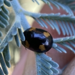 Peltoschema tetraspilota (Leaf beetle) at Kybeyan State Conservation Area - 12 Mar 2022 by Steve_Bok