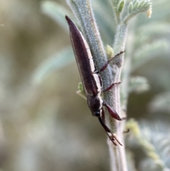 Rhinotia suturalis (Belid weevil) at Numeralla, NSW - 12 Mar 2022 by SteveBorkowskis