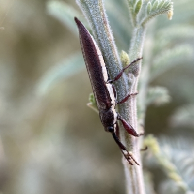 Rhinotia suturalis (Belid weevil) at Numeralla, NSW - 12 Mar 2022 by SteveBorkowskis