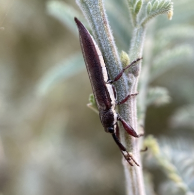 Rhinotia suturalis (Belid weevil) at Numeralla, NSW - 12 Mar 2022 by Steve_Bok