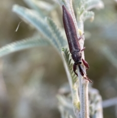 Rhinotia suturalis at Numeralla, NSW - 12 Mar 2022