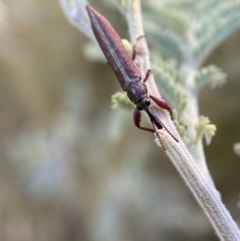 Rhinotia suturalis at Numeralla, NSW - 12 Mar 2022