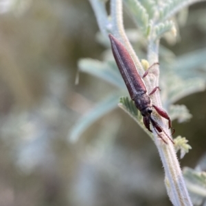 Rhinotia suturalis at Numeralla, NSW - 12 Mar 2022