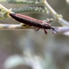 Rhinotia suturalis at Numeralla, NSW - 12 Mar 2022