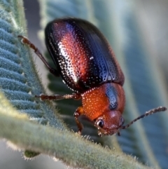 Calomela curtisi (Acacia leaf beetle) at Kybeyan State Conservation Area - 12 Mar 2022 by Steve_Bok