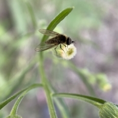 Geron sp. (genus) (Slender Bee Fly) at Numeralla, NSW - 12 Mar 2022 by SteveBorkowskis