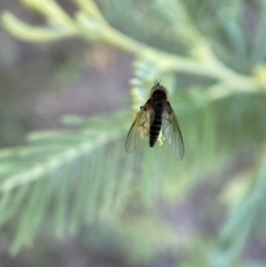 Geron sp. (genus) at Numeralla, NSW - 12 Mar 2022