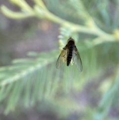 Geron sp. (genus) at Numeralla, NSW - 12 Mar 2022 05:55 PM