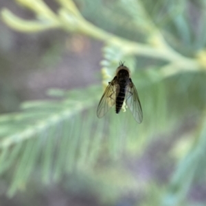 Geron sp. (genus) at Numeralla, NSW - 12 Mar 2022