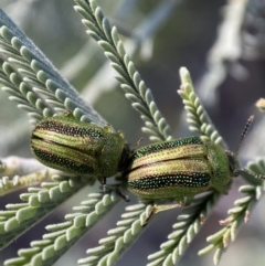 Calomela vittata (Acacia leaf beetle) at Numeralla, NSW - 12 Mar 2022 by SteveBorkowskis