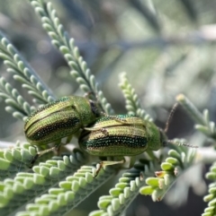 Calomela vittata at Numeralla, NSW - 12 Mar 2022