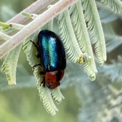 Calomela moorei at Numeralla, NSW - 12 Mar 2022