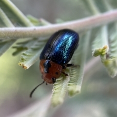 Calomela moorei at Numeralla, NSW - 12 Mar 2022