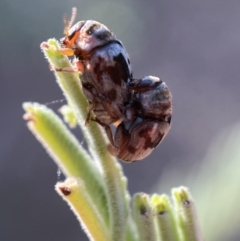 Elaphodes cervinus (Leaf beetle) at Numeralla, NSW - 12 Mar 2022 by SteveBorkowskis