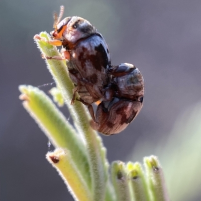 Elaphodes cervinus (Leaf beetle) at Numeralla, NSW - 12 Mar 2022 by SteveBorkowskis
