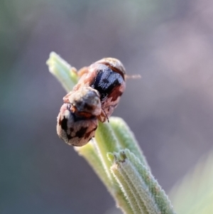 Elaphodes cervinus at Numeralla, NSW - 12 Mar 2022