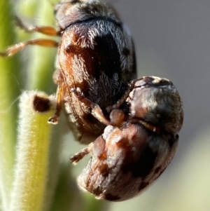 Elaphodes cervinus at Numeralla, NSW - 12 Mar 2022